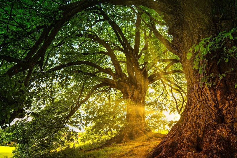 Enchanted Lighting