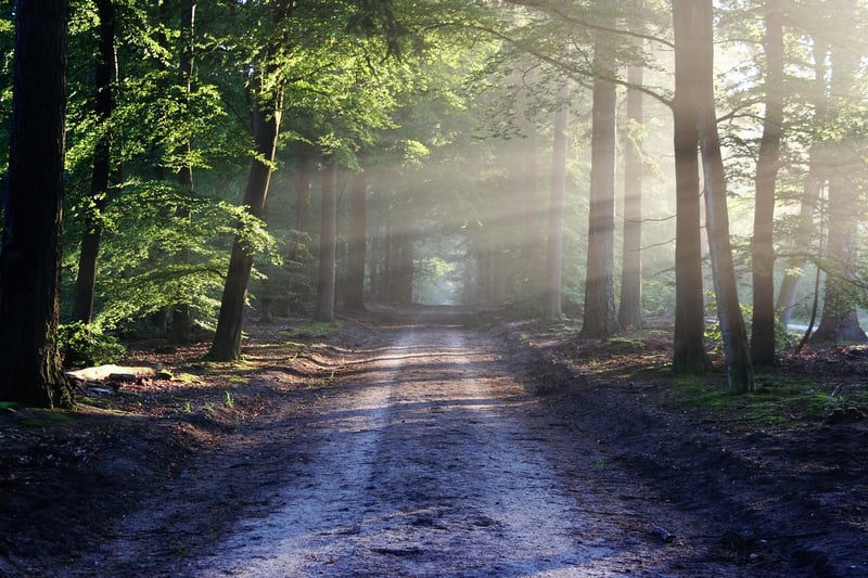 The Forbidden Forest